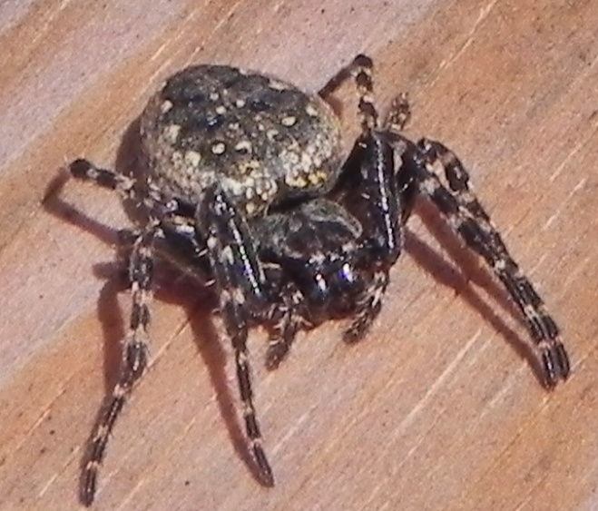 Photograph of Walnut Orb-Weaver Spider