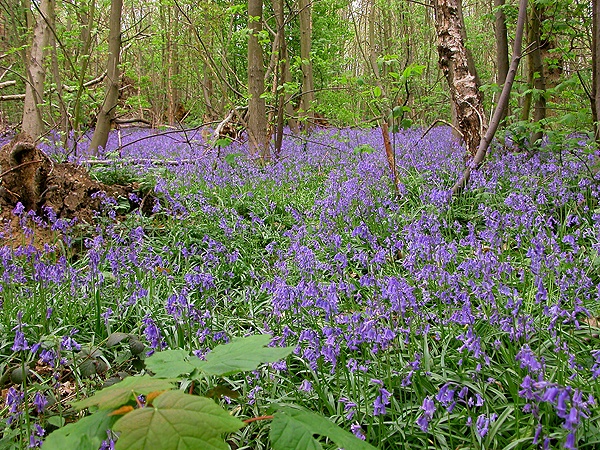 Norsey Wood Biillericay photo by Tom Curtis