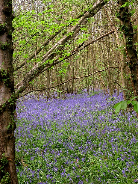 Norsey Wood Billericay