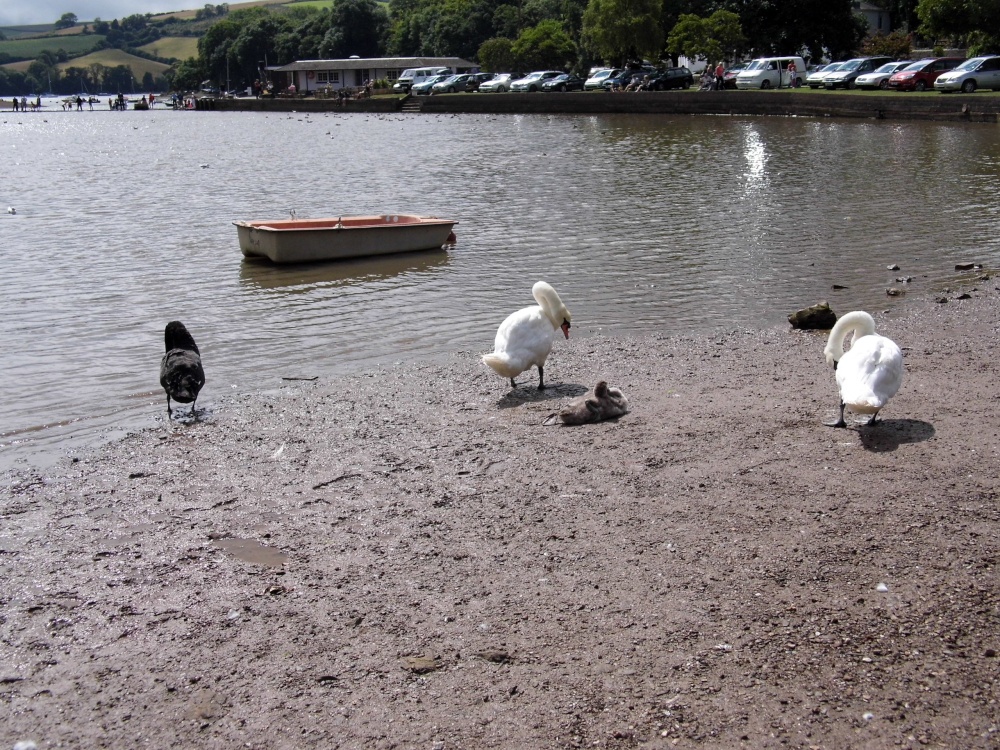 White and Black Swans.