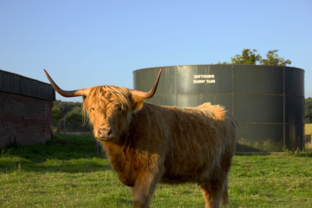 Photograph of Atherstone Cattle