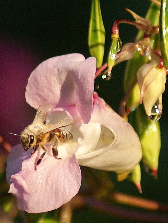 No stopping, even after a shower.