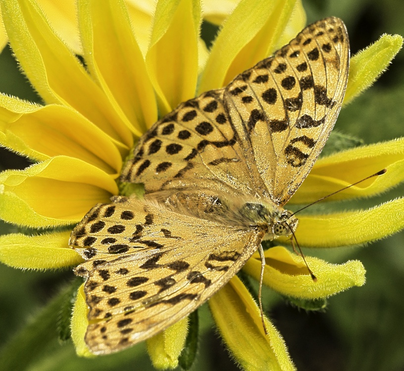 Photograph of Lynton, N.T. Watersmeet. Yellow Butterfly