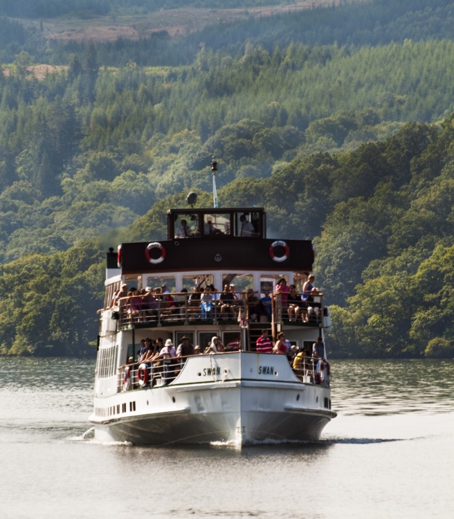 Swan arriving Ambleside