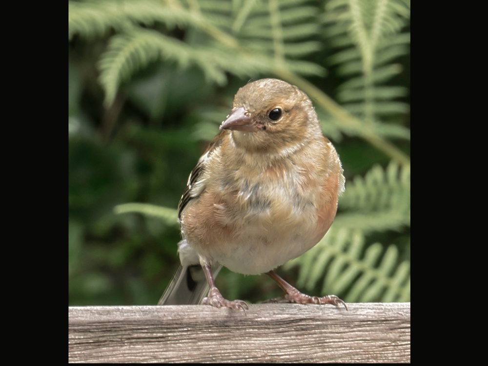 Photograph of Lynton, Watersmeet. A young Chaffinch