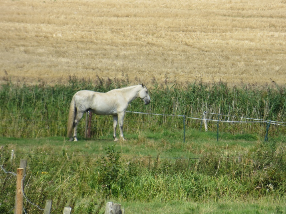 Horse on a field in Henstead
