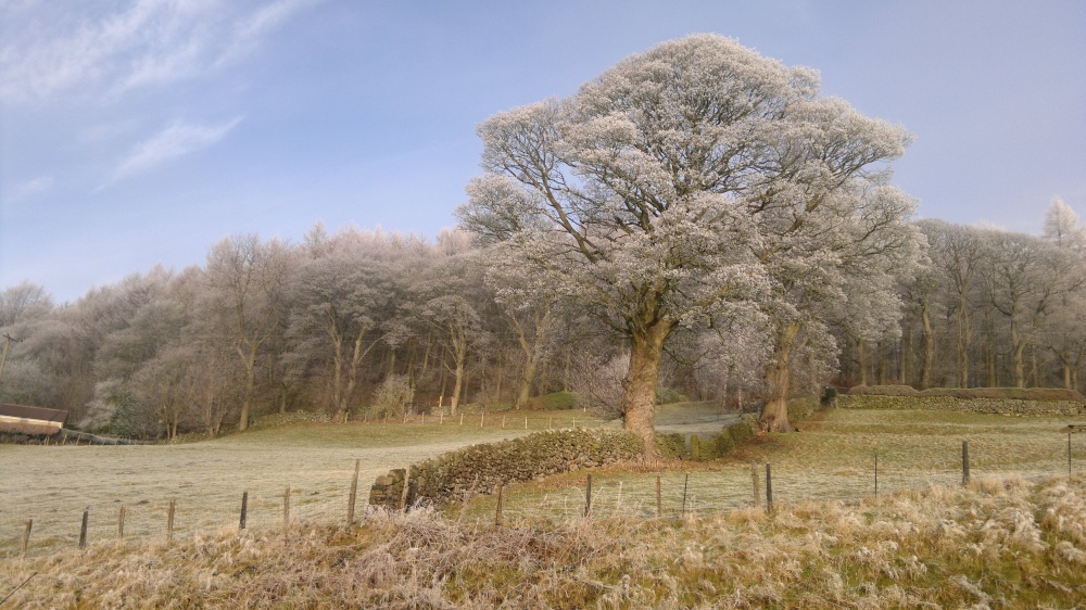 A frosty morning photo by David Dempsey
