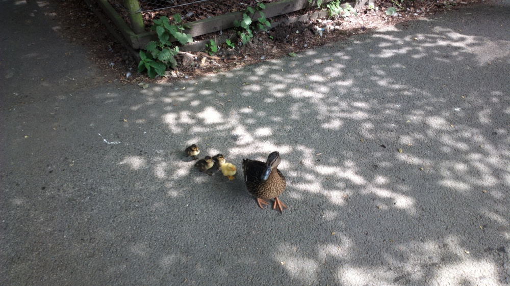New arrivals at the visitors centre in August