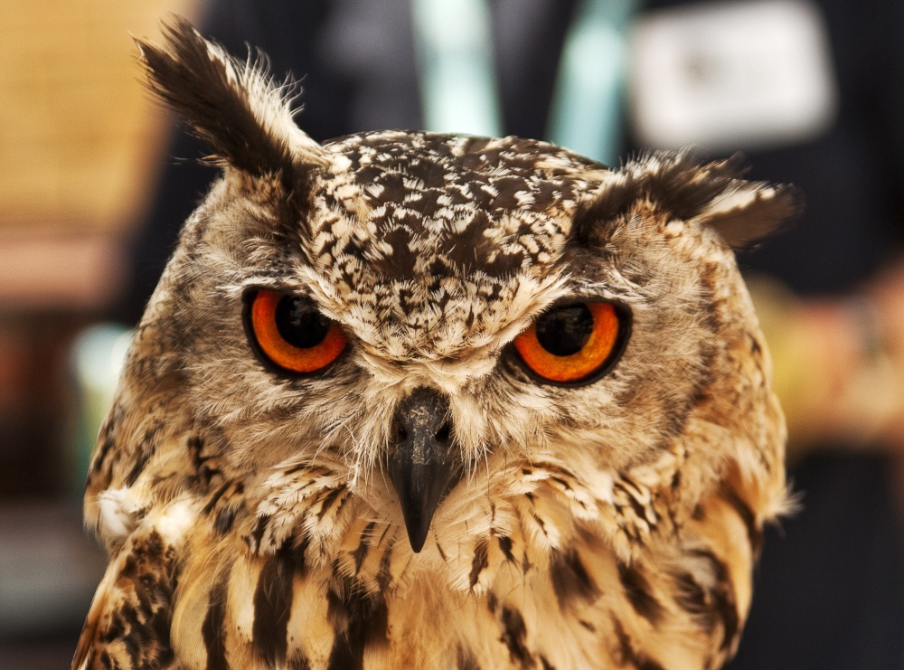Photograph of Eagle Owl 1 Haverthwaite