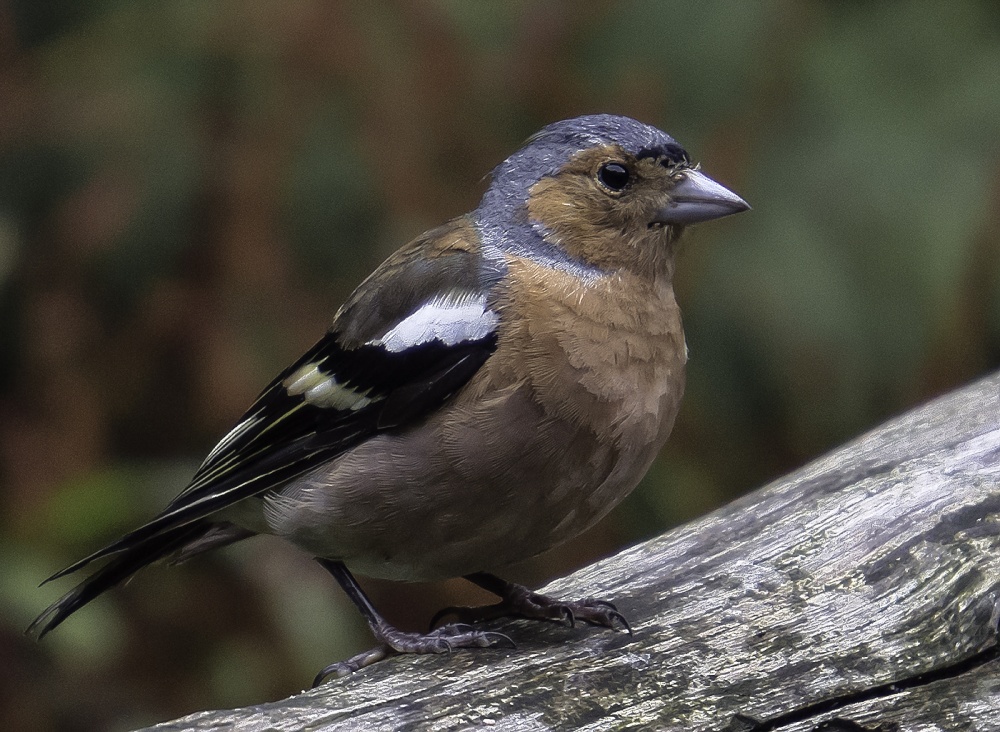 Photograph of Male Chaffinch, Watersmeet, Lynton
