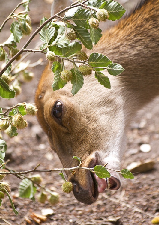 Red Deer at New Forest Wildlife Park