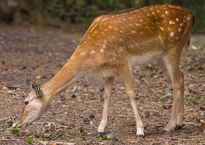 Red Deer at New Forest Wildlife Park