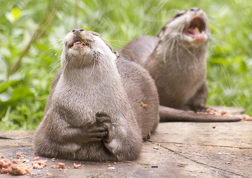 Photograph of Otters at New Forest Wildlife Park
