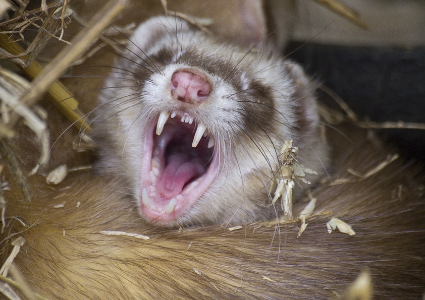 Photograph of Ferret at New Forest Wildlife Park