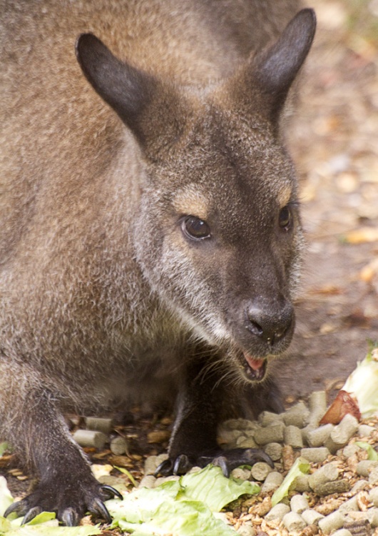 Wallaby at New Forest Wildlife Park