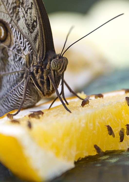 Owl Eyed Butterfly at New Forest Wildlife Park