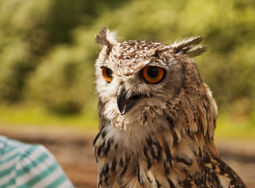 Eagle Owl, Haverthwaite