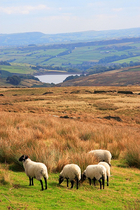 Sheep on Saddleworth Moor