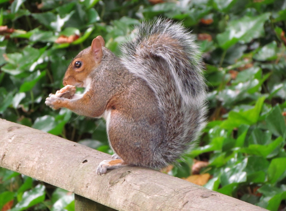 Chestnut Centre wildlife