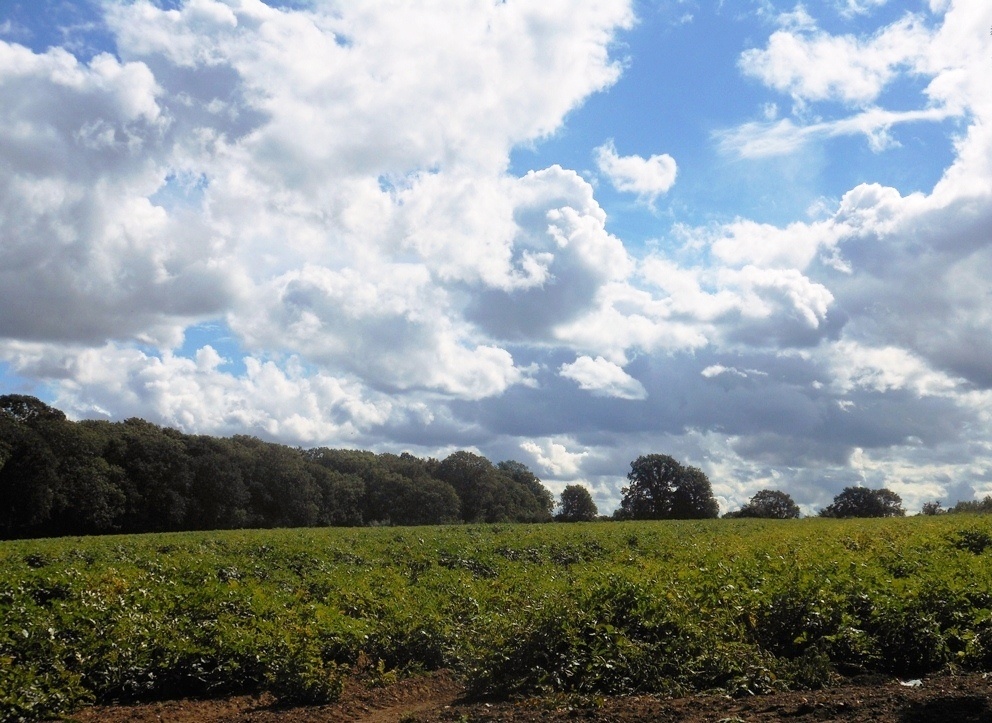Farmland, Cawston