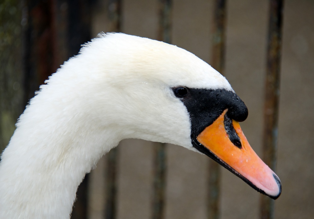 Photograph of A Swan at Windsor