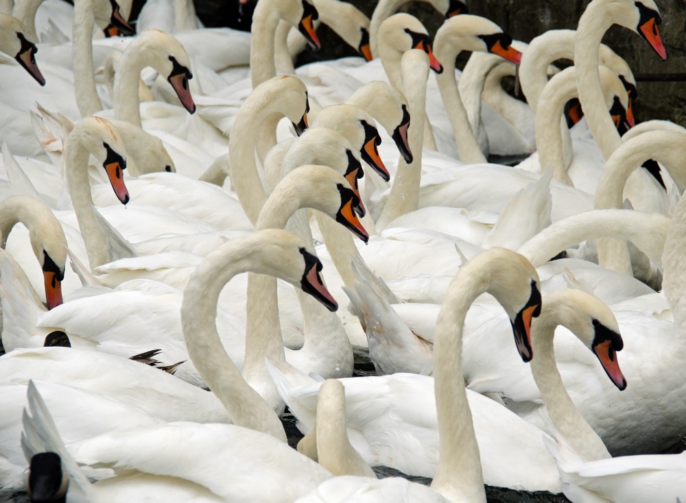 Photograph of Swans at Windsor