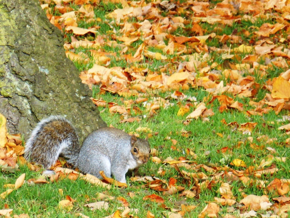 Photograph of Squirrel in Caldecott Park, Rugby