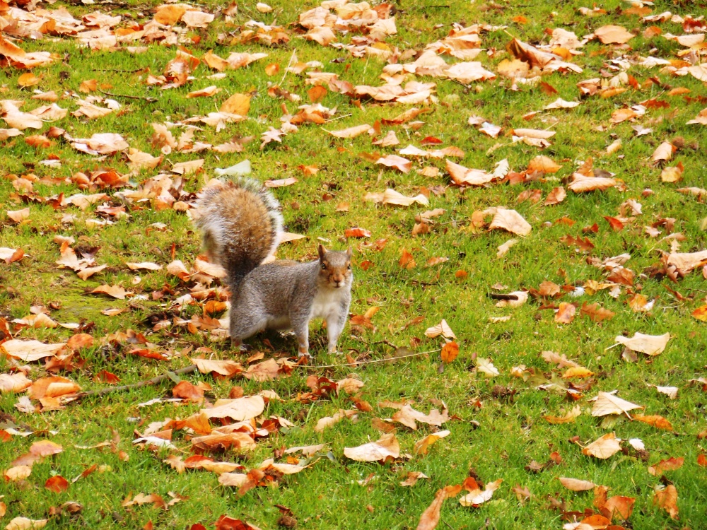 Squirrel in Caldecott Park, Rugby