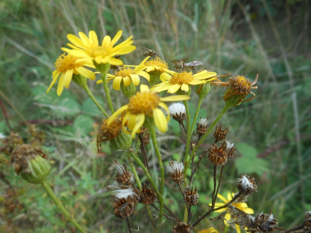 Hedgerow wildlife along the old railway line at Cawston