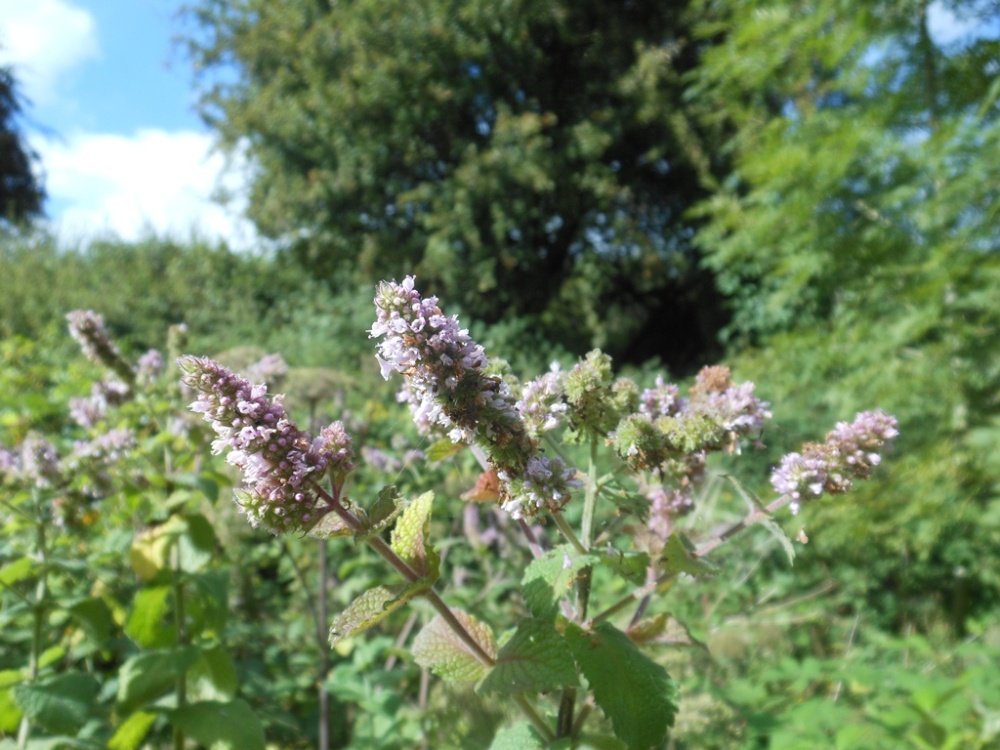 Hedgerow mint, old railway near Cawston