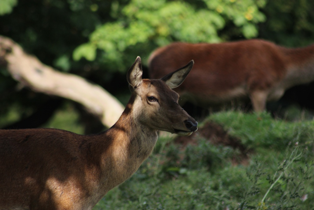 Deerpark at Calke Abbey