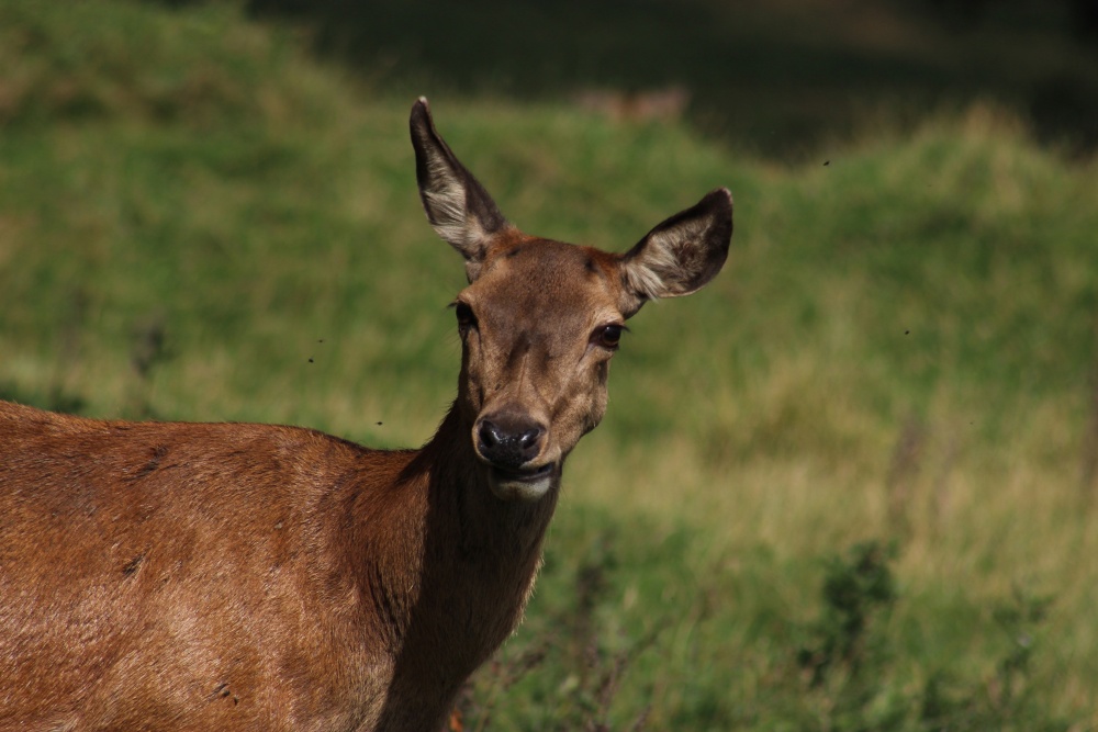 Calk Abbey Deer photo by Karen Lee