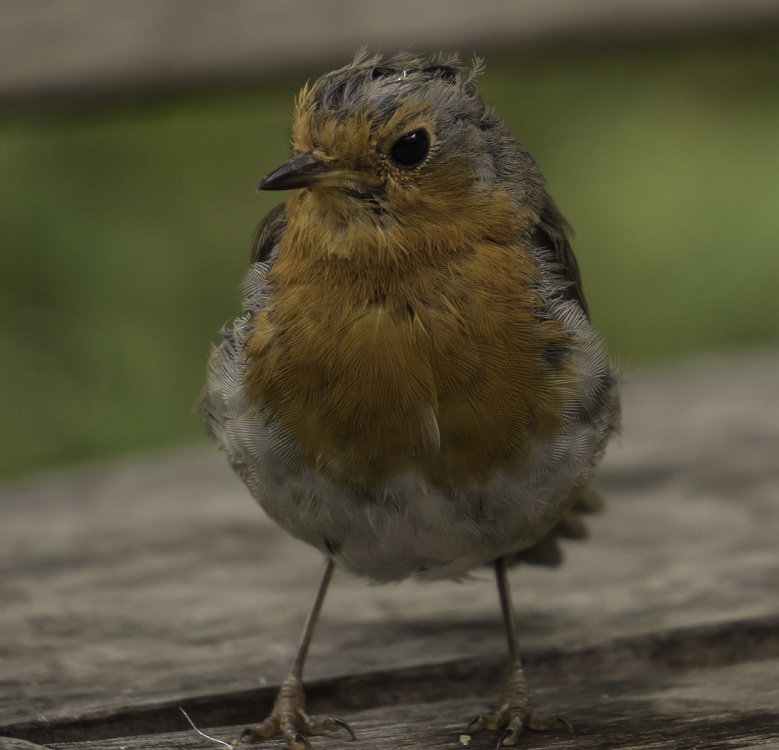 Photograph of Breakfast please. A visitor to our caravan at Lynton