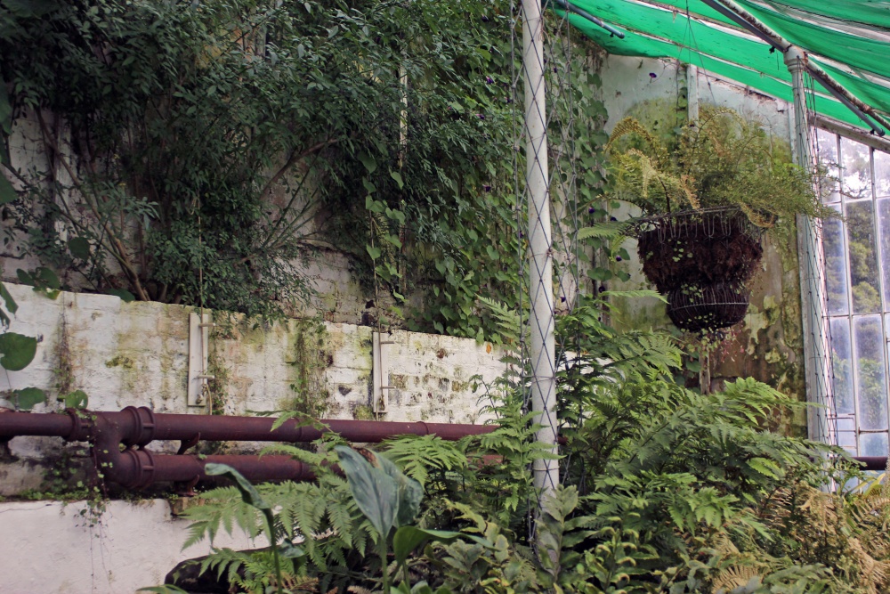 Rusty or Rustic? - The Fern House, Calke Abbey