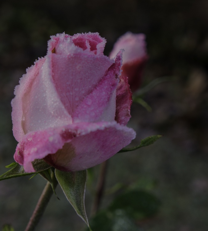 Frosted Rose Bud