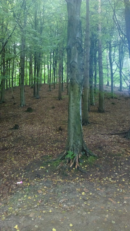 The trees at Ladybower waiting for Autumn