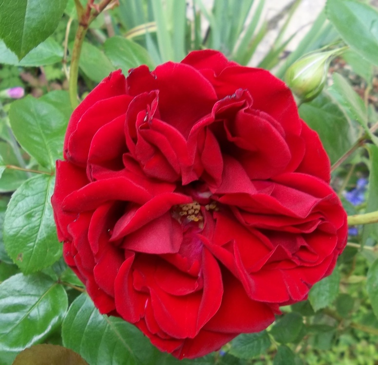 Photograph of My Favourite Rose