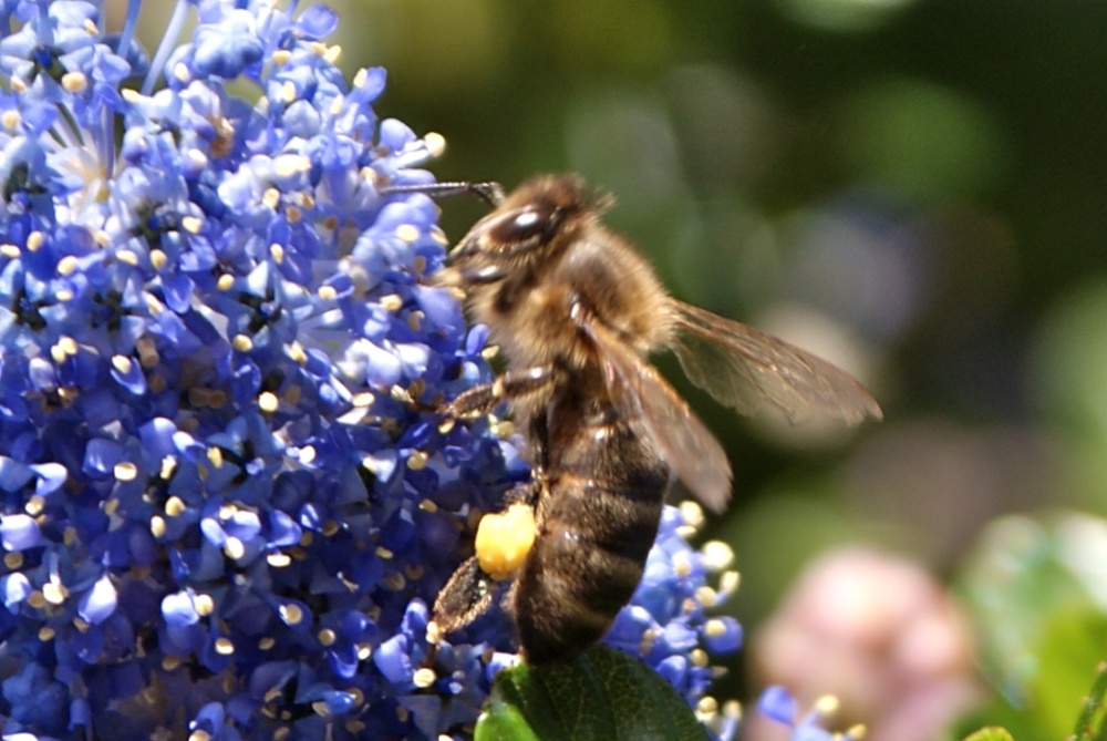Photograph of Honey Bee