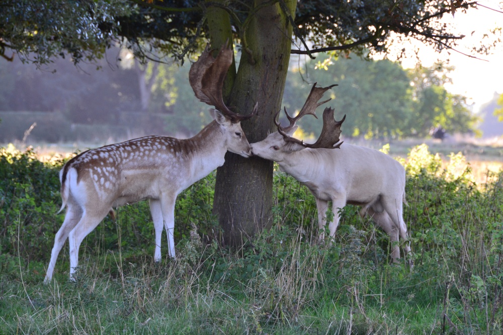 Fallow Deer