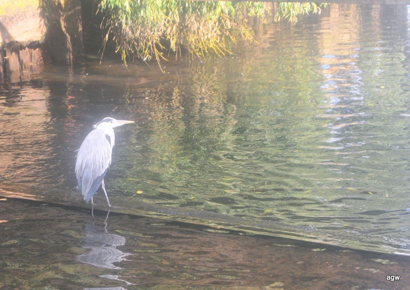 Photograph of Heron on river