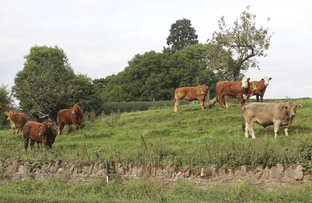 Photograph of Bulls at Moville