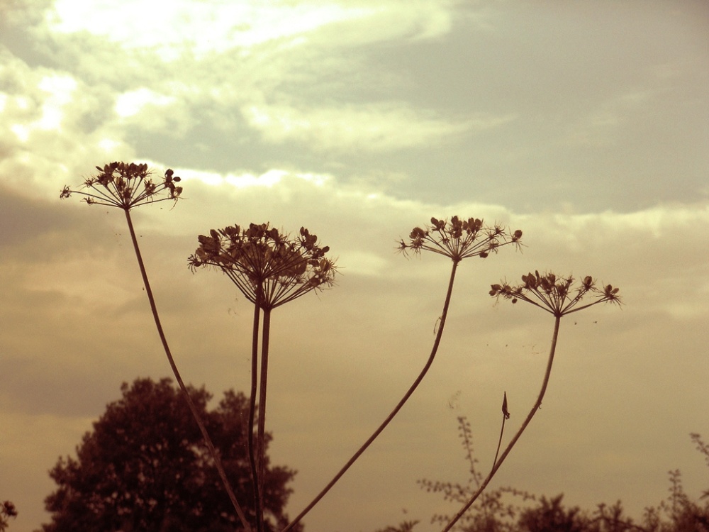 Cow Parsley, Cawston