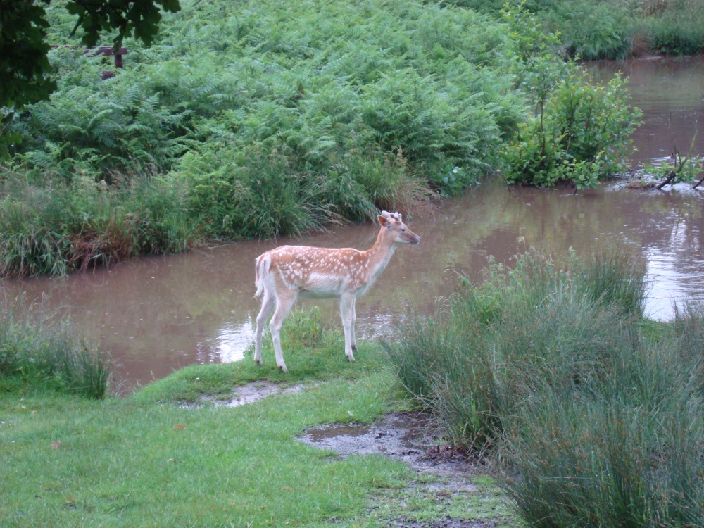 Fallow Deer