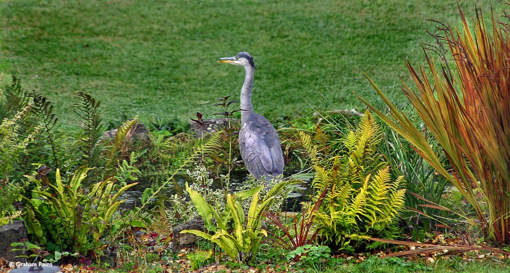Stour Valley Autumn, Shillingstone.