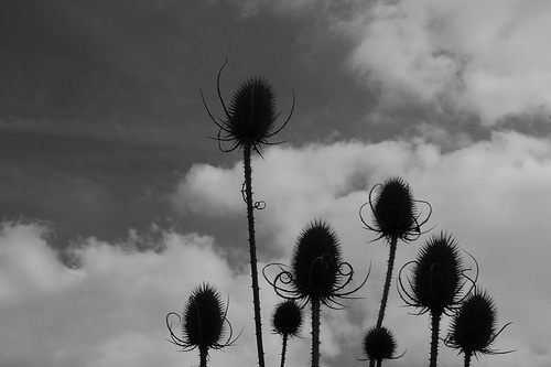 Teasel in Barnsley