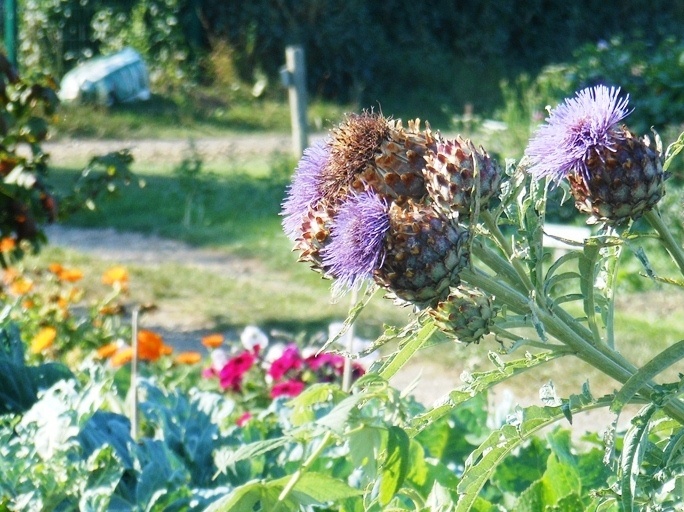 On the allotment, Bilton