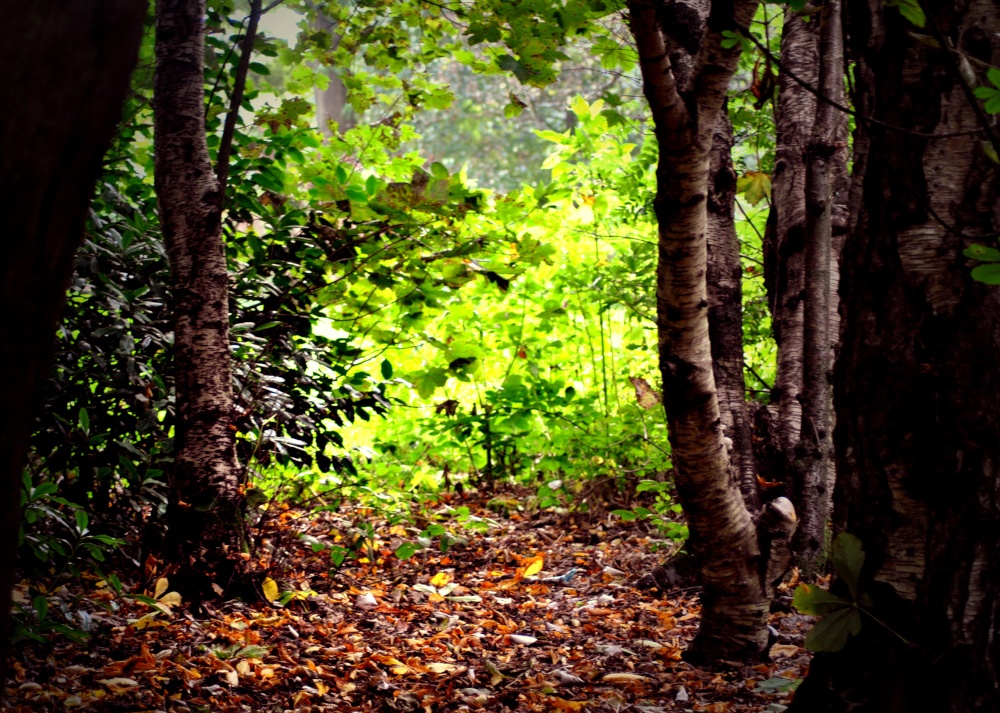 When Spring met Autumn photo by Gordon Simpson