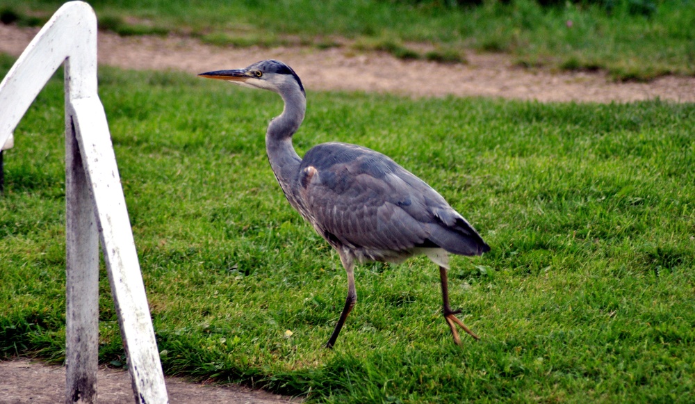 Heron at Uppermill