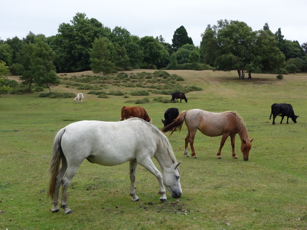 Photograph of New Forest ponies
