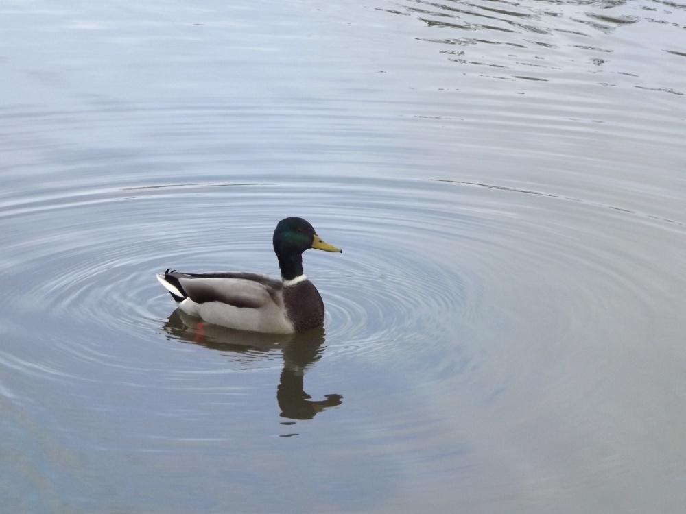 Photograph of Mallard (Anas platyrhynchos) Swanley Park